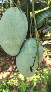 Order Fresh Mallika Mango Online