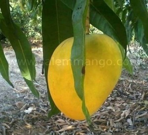 Mango Prebooking | Early Bird Offers 2026