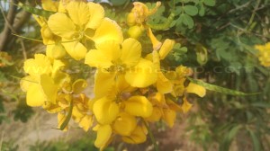 Aavarampoo Tea | Powder |Benefits | Buy online