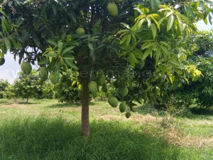 Rasalu mangoes Online | Bangalore | Hyderabad