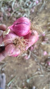 Buy Fresh Small Onion Online | Home delivery