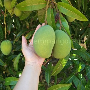 Buy mangoes online | Jodhpur | Udaipur
