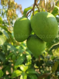 Great mango Festival 2025 | Salemmango 