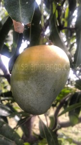 Neelum mangoes - farm to home