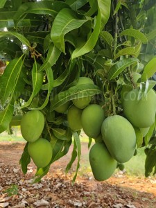 Raw green mango Unripe mango benefits