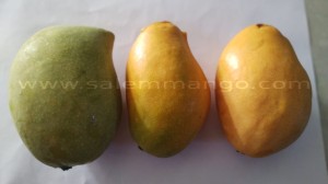 Rasalu mangoes Online | Bangalore | Hyderabad