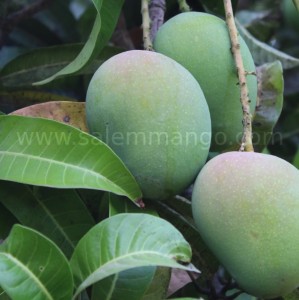 Chandigarh online shopping |Fastest Door delivery 