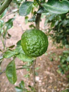 Salem Narthangai Benefits | Good for Joint Pain