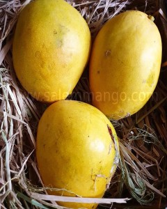 Buy mangoes online in Kochi | Salem Mango 