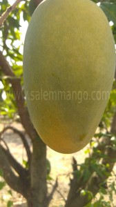 Top 5 Expensive Mangoes in India