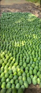 SalemMango Farm | Buy organic mango online