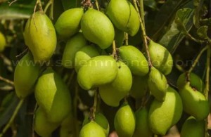 Appemidi mango online | Tender raw mango pickle 