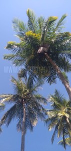 Pure Virgin Cold pressed Coconut Oil | Buy online