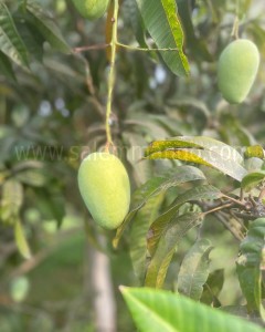 Jardaloo Mangoes online | A treasure of Bihar