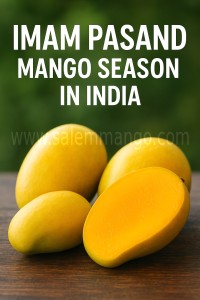 Imam Pasand Mango Season in India
