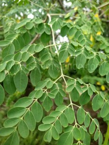 Moringa (drum stick) - Benefits - Leaf | Flower 