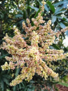 Mango Season 2025 | Premium Mangoes at best price