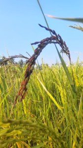 Ramanagara Rice Ramanadu Chithiraikar Rice | Traditional Heritage GI Tagged Red Rice
