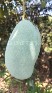 Mallika Mangoes Online in India | Home delivery