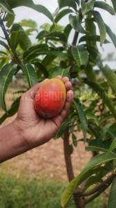 Miyazaki mangoes Price | Buy online | Farmer- Sale