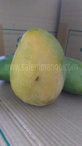 Where can I buy fresh mangoes online in Gurgaon?
