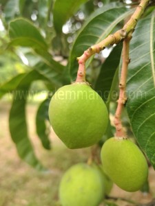 Salemmango Season 2025 | Alphonso | Imampasand 
