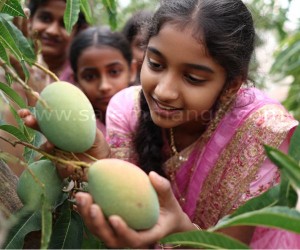 Benefits of Raw Totapuri Mangoes in Pregnancy