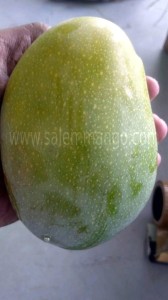 Fresh Mangoes delivery in Salem | Malgova