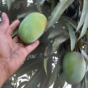 Gir Kesar mangoes online delivery India