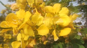 Aavarampoo Tea | Powder |Benefits | Buy online