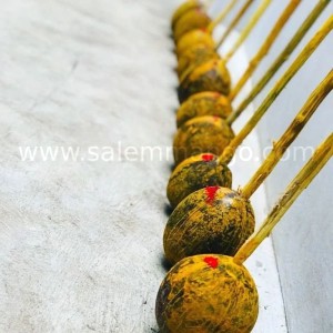 Aadi sale offers | Salemmango | Coconuts Free