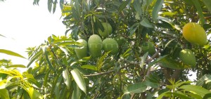 Organic Banganapalli mangoes Online -Home deliver