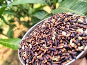 Fake karuppu kavuni rice | How to find original 