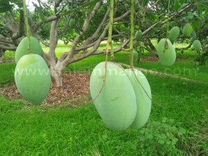 Mango Delivery Courier | 10 kg mango shopping