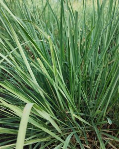 Buy dry Lemon grass online | Tea | Powder | Price