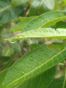 Buy Fresh mango leaves online | Festival | Toranam