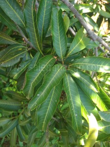 Buy Fresh mango leaves online | Festival | Toranam