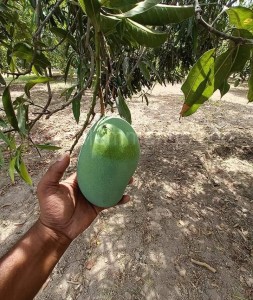 Buy Organic Mallika mangoes online | Bengaluru