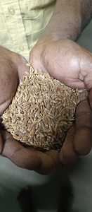 Buy Organic Mappillai Samba Rice online 