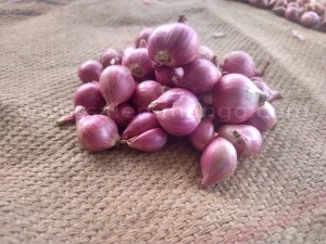 Buy Small Onion Online | Direct Farm organic Fresh