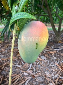 Choose right mango this summer 