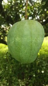 Malgova mango fresh and carbide free authentic 