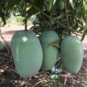 Gir Kesar mangoes online delivery India