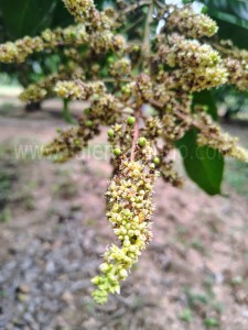 Salemmango Season 2025 | Alphonso | Imampasand 