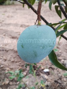 Famous Kalapadi mangoes online | Benefits | Price