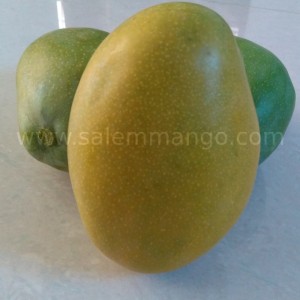 Exclusive Tamil New Year Offers | SalemMango