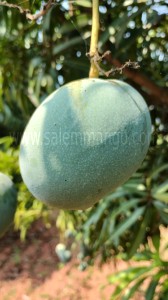 Famous Kalapadi mangoes online | Benefits | Price