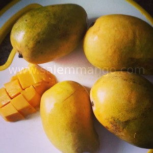 Farm Fresh Malgova mango online