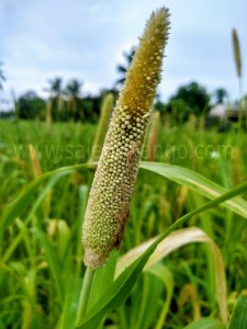 Foxtail Millet /Thinai | Superfood for Living