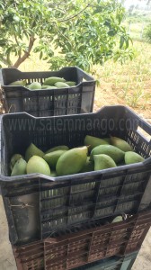 Fresh Mango delivery by courier in India